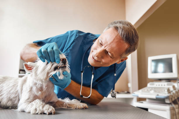 Best Emergency Denture Repair in Torrington, CT